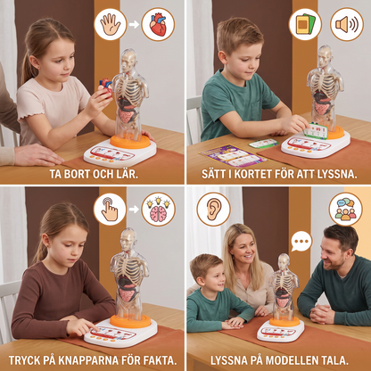 Interaktiv Anatomimodell med Talande Funktion, Avtagbara Organ och Ljudguidat Lärande