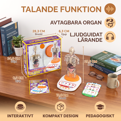 Interaktiv Anatomimodell med Talande Funktion, Avtagbara Organ och Ljudguidat Lärande