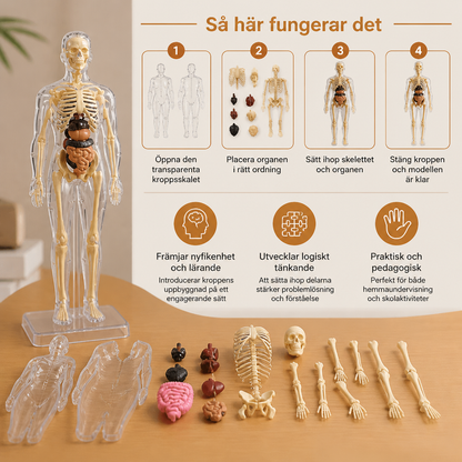 STEM-inlärningskit för människokroppens anatomi med en modell av organ att montera själv